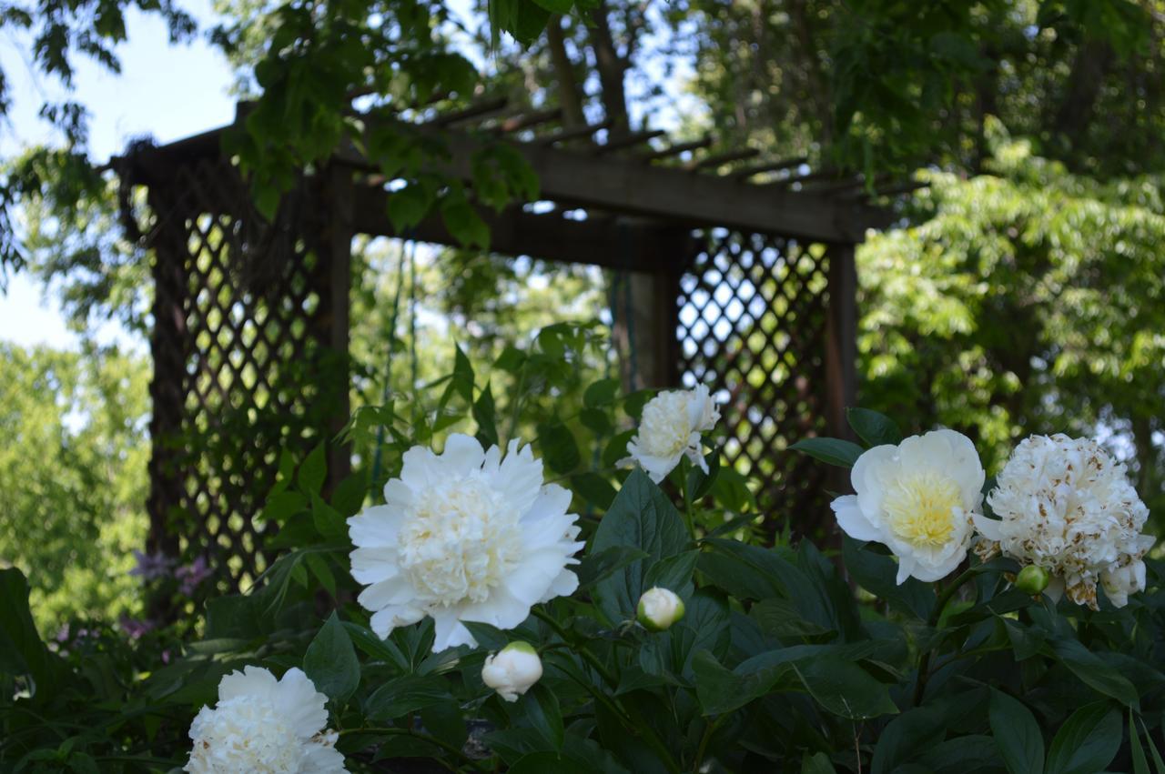 Rose Cottage Bed & Breakfast Fairplay Екстер'єр фото